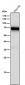 Anti-Monoamine Oxidase A Rabbit Monoclonal Antibody